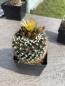Preview: Turbinicarpus spec.